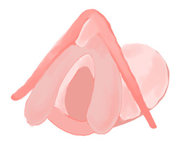 dessin de clitoris de face