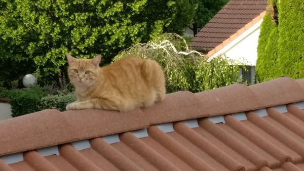chat sur un toit brulant