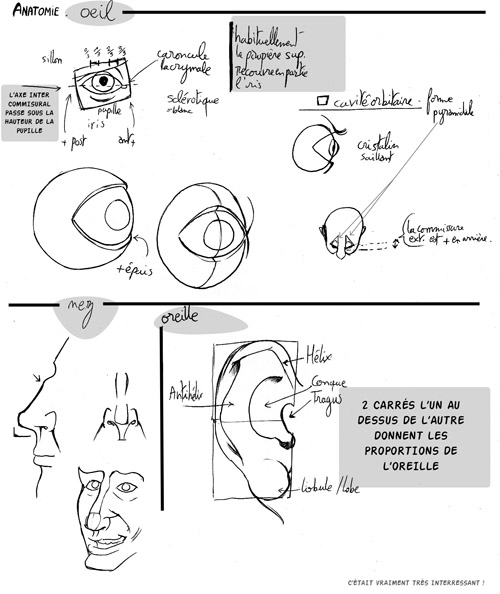 Anatomie - détails de visage